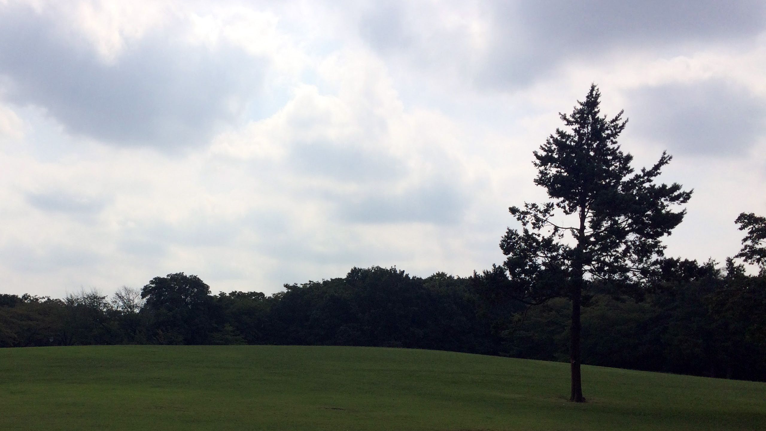 芝生の広場は平らな木陰からゆるやかな丘につながる。