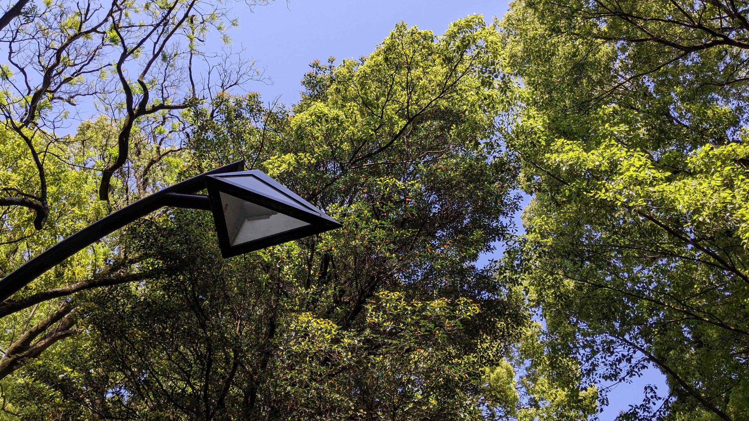 上野恩賜公園で使われている三角錐の照明が木々の間にそびえている