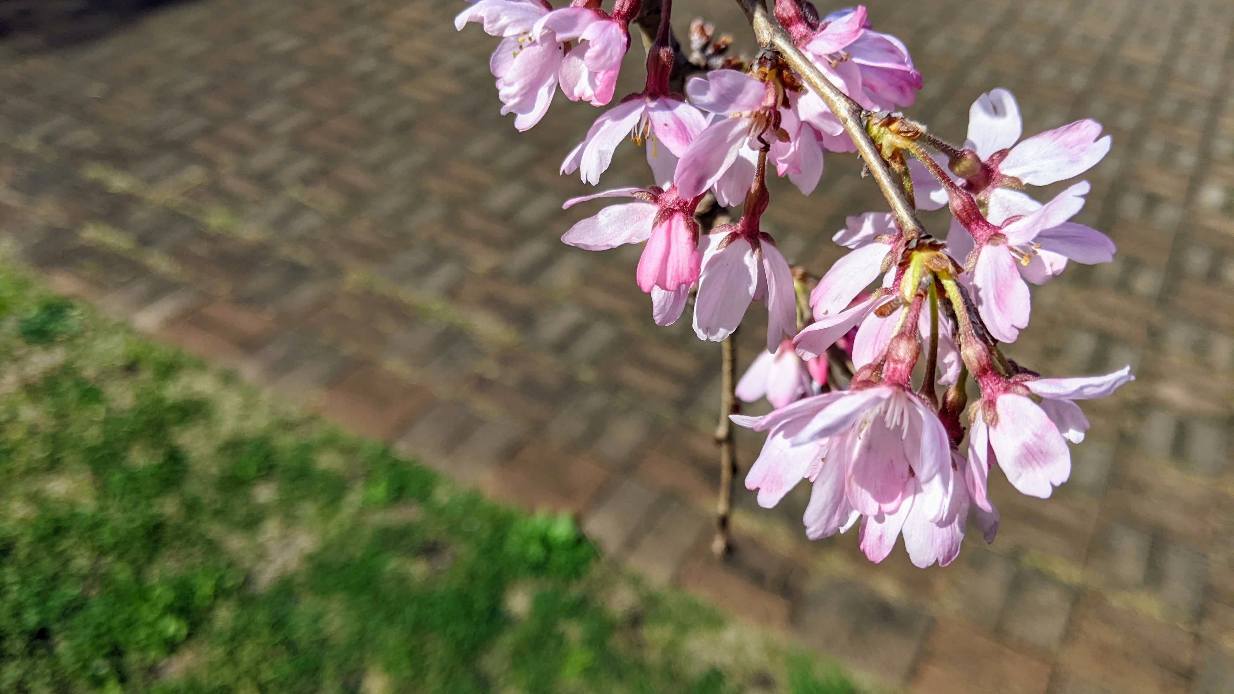 すっかり開ききった桜の花たち