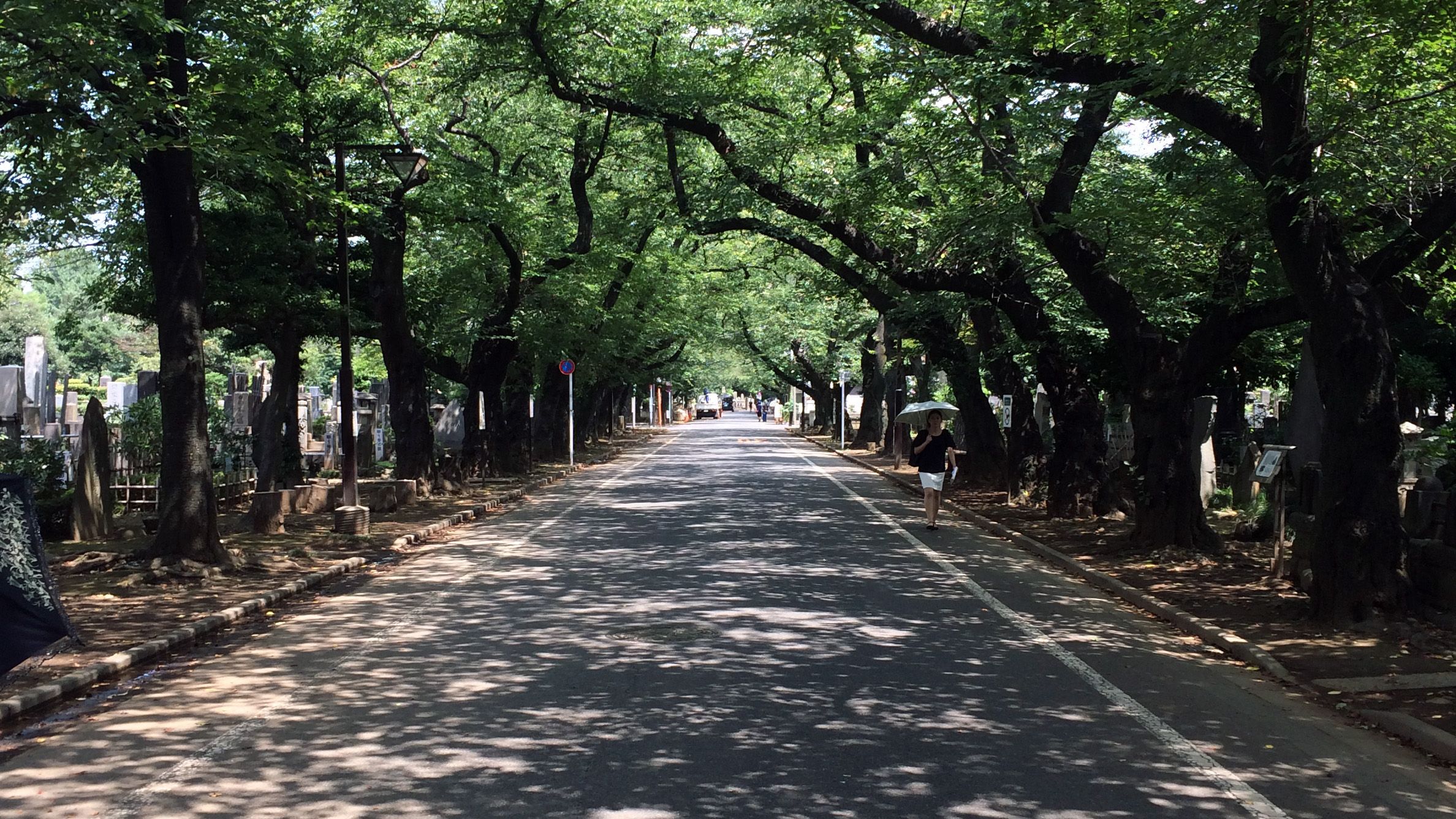 谷中霊園の中央を走っている桜並木の道。