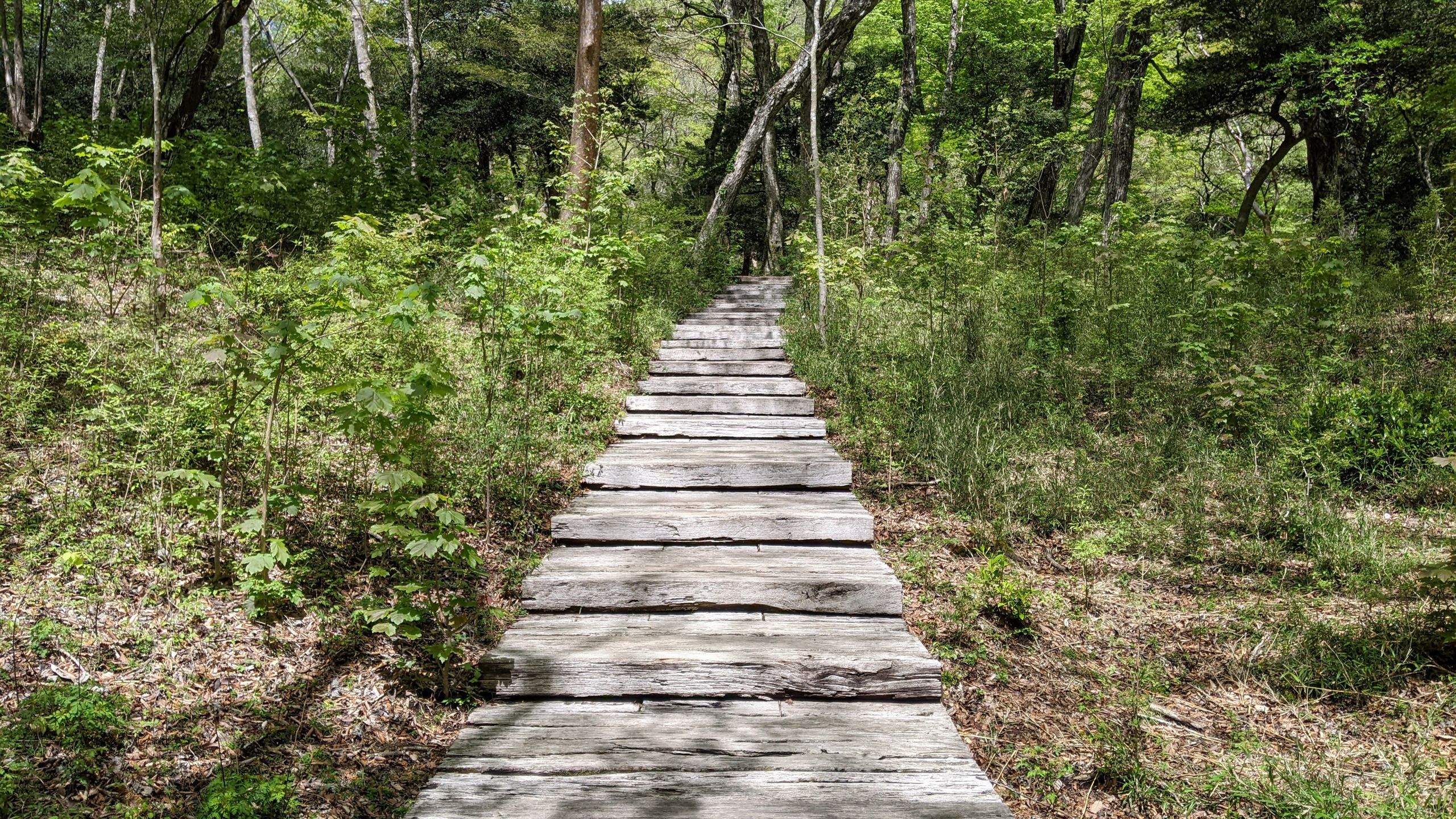 林の中を上り下りする木造の遊歩道が巡らせてある
