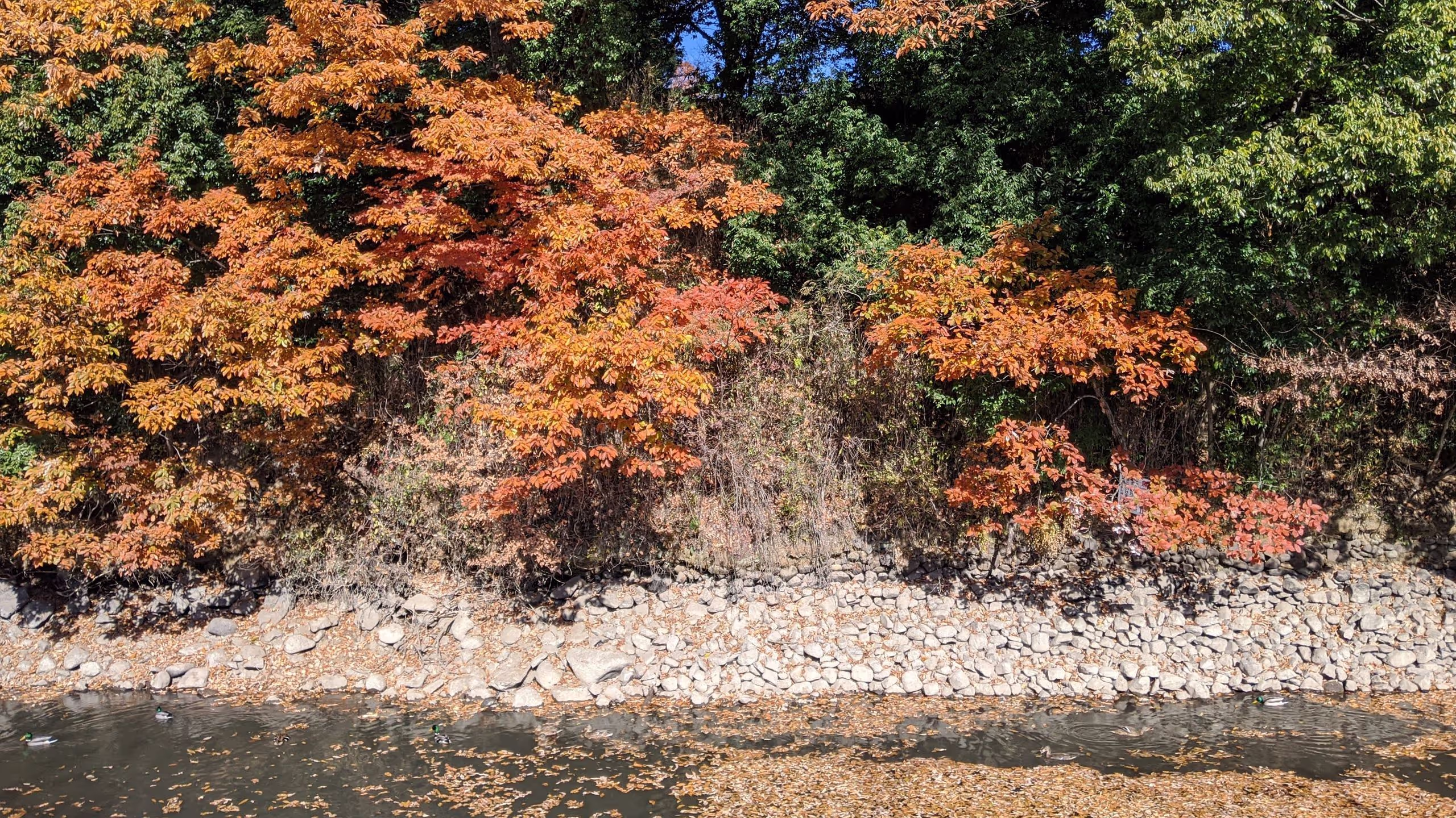 さすがに武田神社の紅葉は終わりかけだった。
