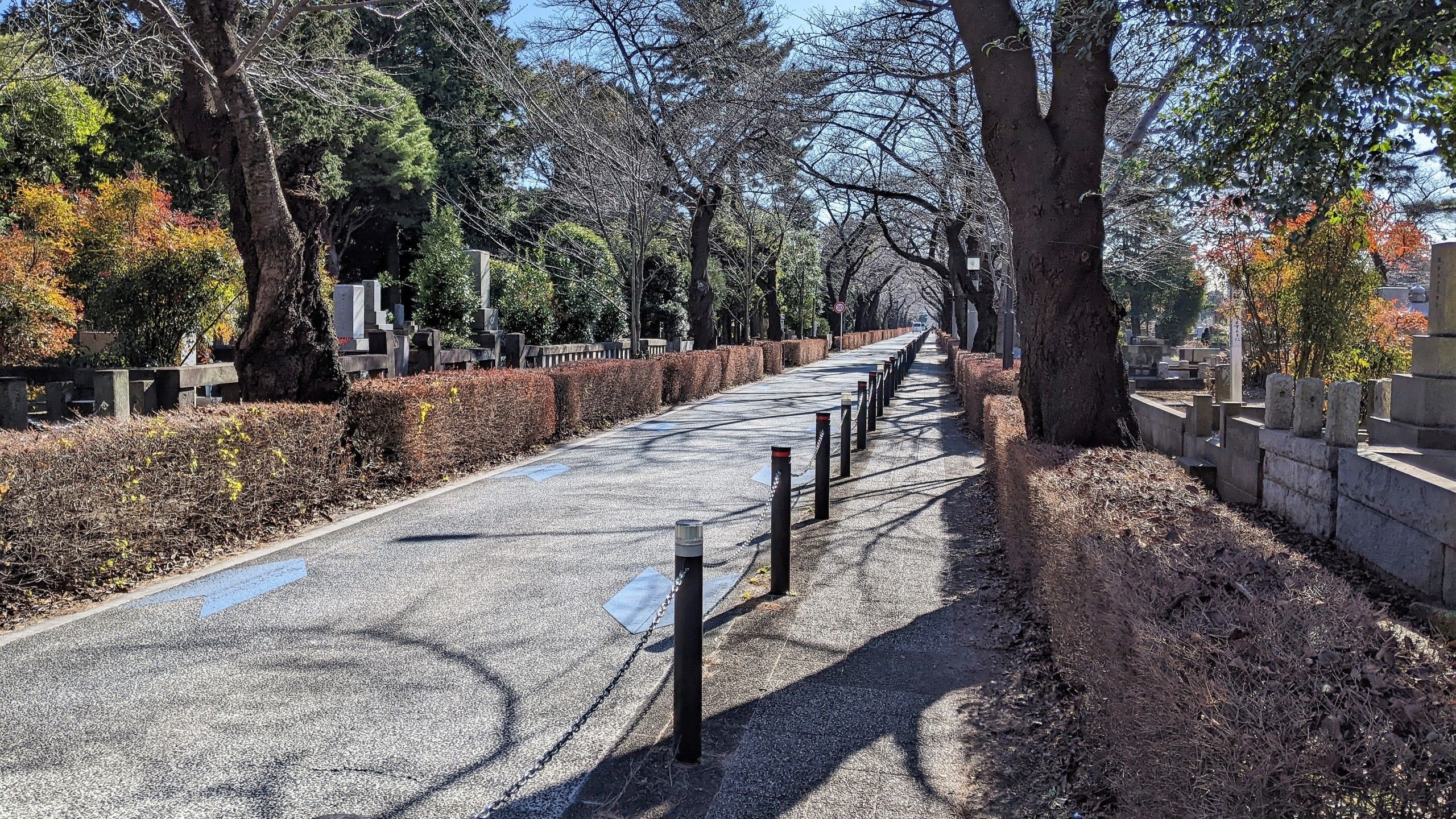 左右に墓が並ぶ青山霊園内の道路