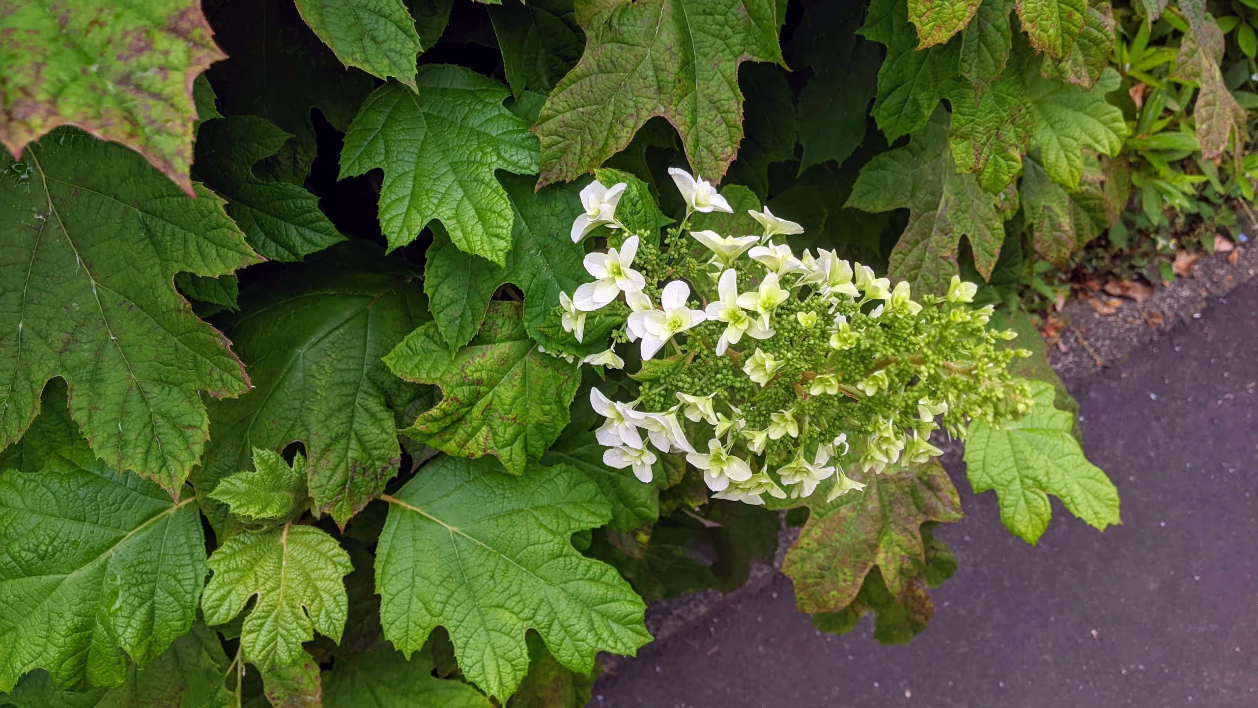 カシワのような深い切れ込みの葉を持つこのアジサイは、円錐状に花を咲かせる