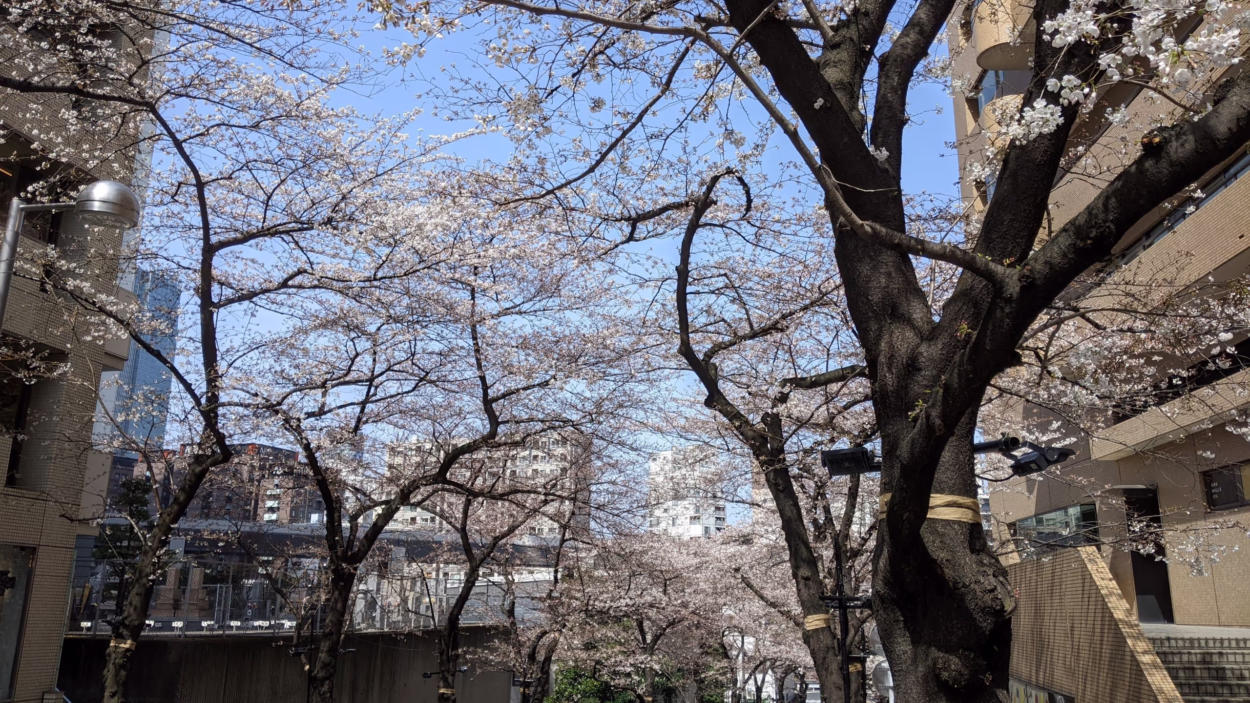 スペイン坂の桜は5分咲きというところだ