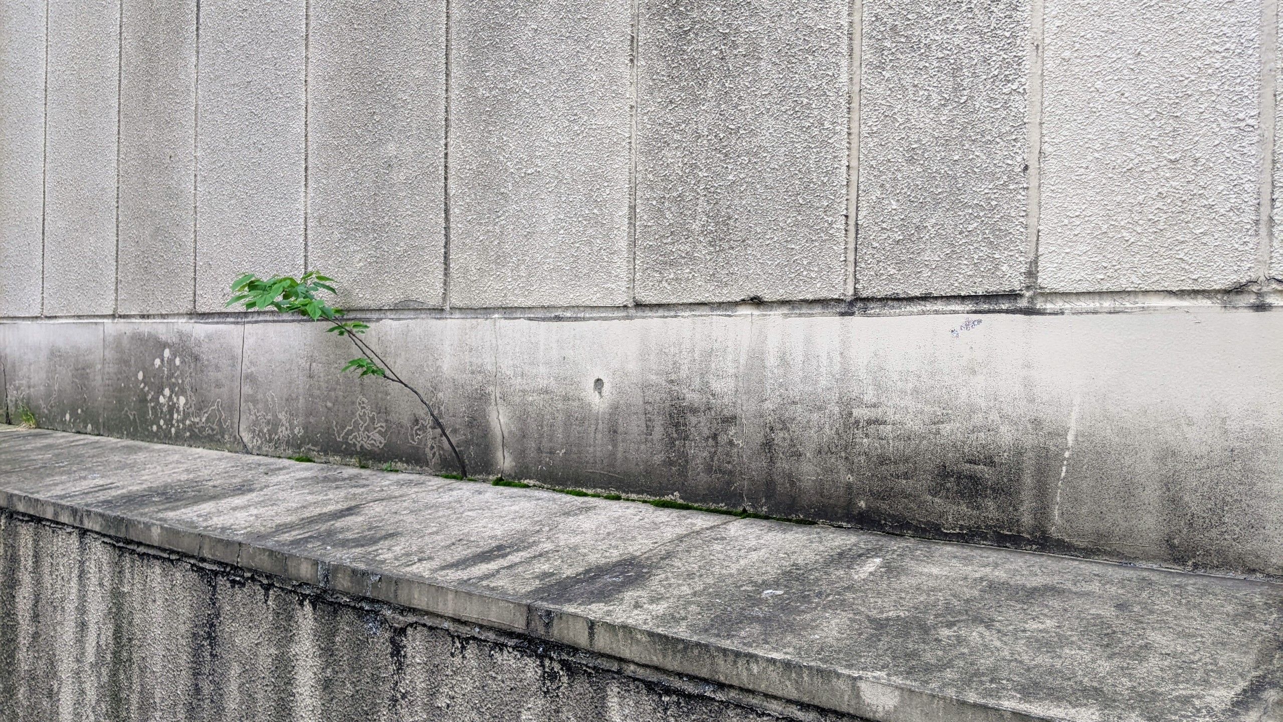 コンクリートの壁にある隙間からにょきっと植物が生えている